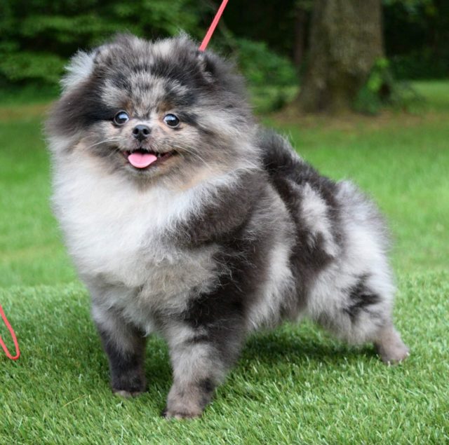 Merle – American Pomeranian Club