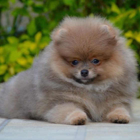 Sable – American Pomeranian Club