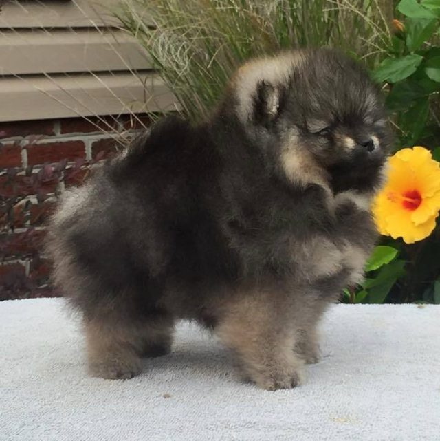 Sable Variations – American Pomeranian Club