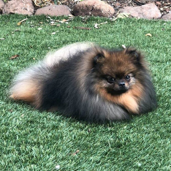 Sable Variations American Pomeranian Club