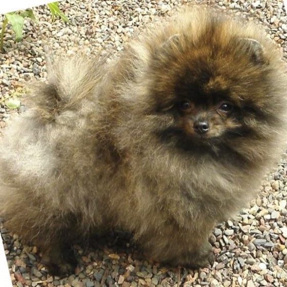 Brindle – American Pomeranian Club