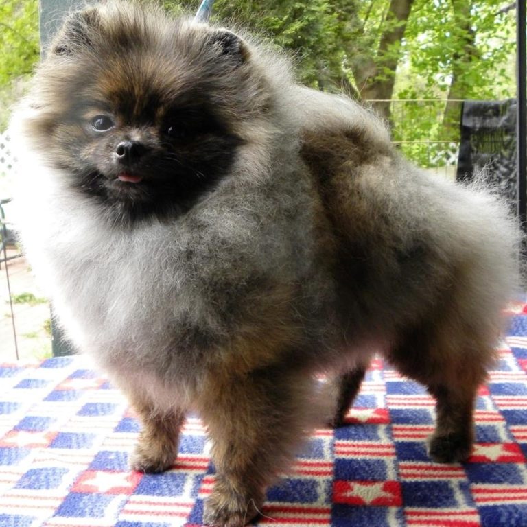 Brindle – American Pomeranian Club