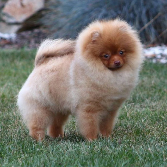 Beaver – American Pomeranian Club