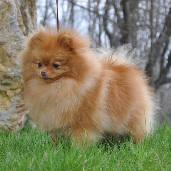 Beaver – American Pomeranian Club