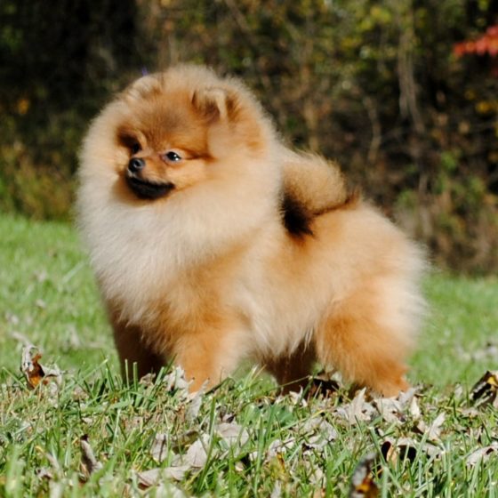 Sable – American Pomeranian Club